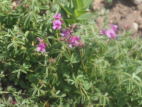 Indigofera gracilis Spreng.的圖片