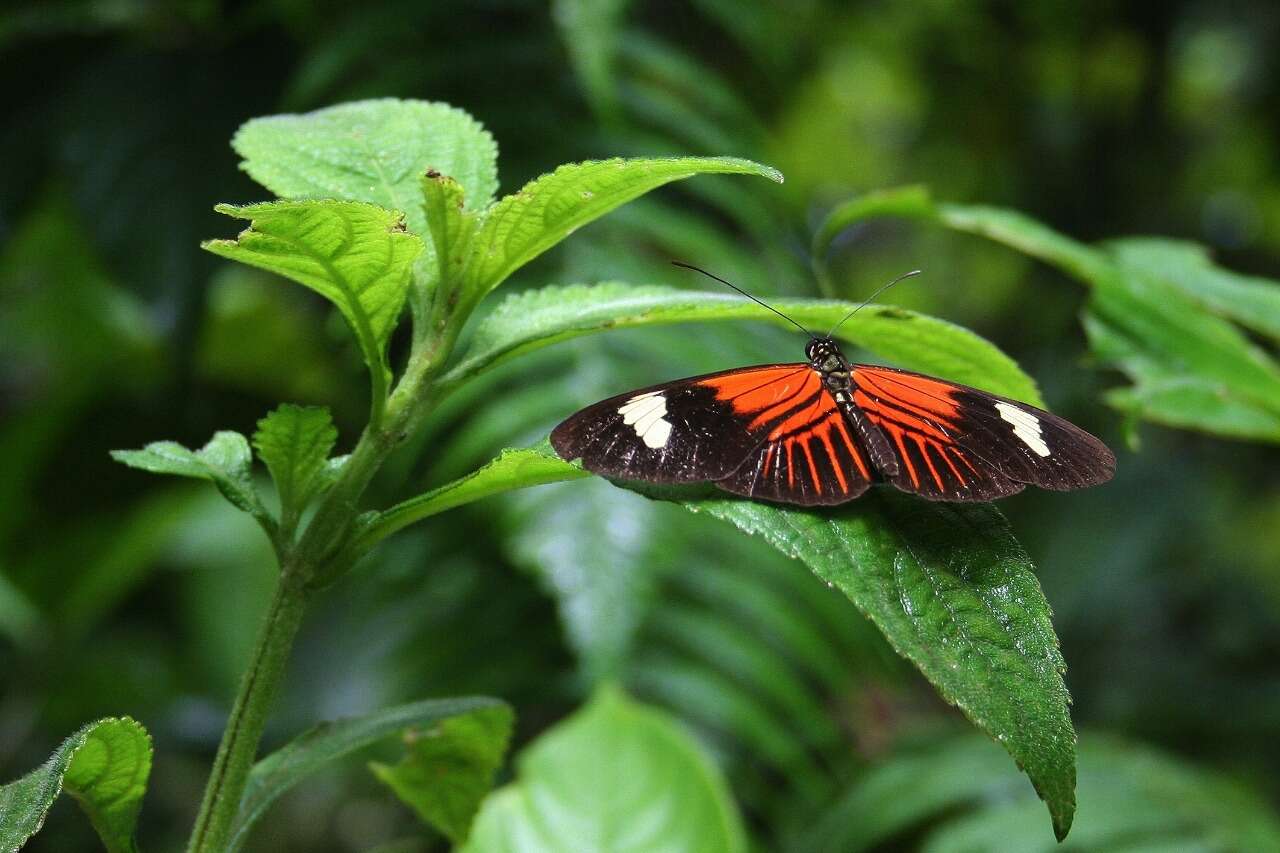 紅帶袖蝶的圖片