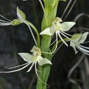 Image of Habenaria gourlieana Gillies ex Lindl.