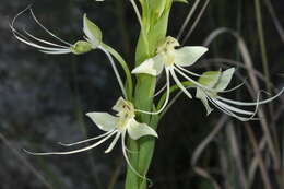 Image of Habenaria gourlieana Gillies ex Lindl.