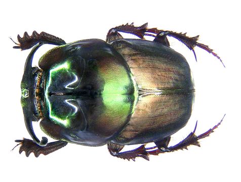 Image of <i>Onthophagus mouhoti</i>