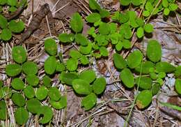 Image de Lespedeza repens (L.) W. P. C. Barton