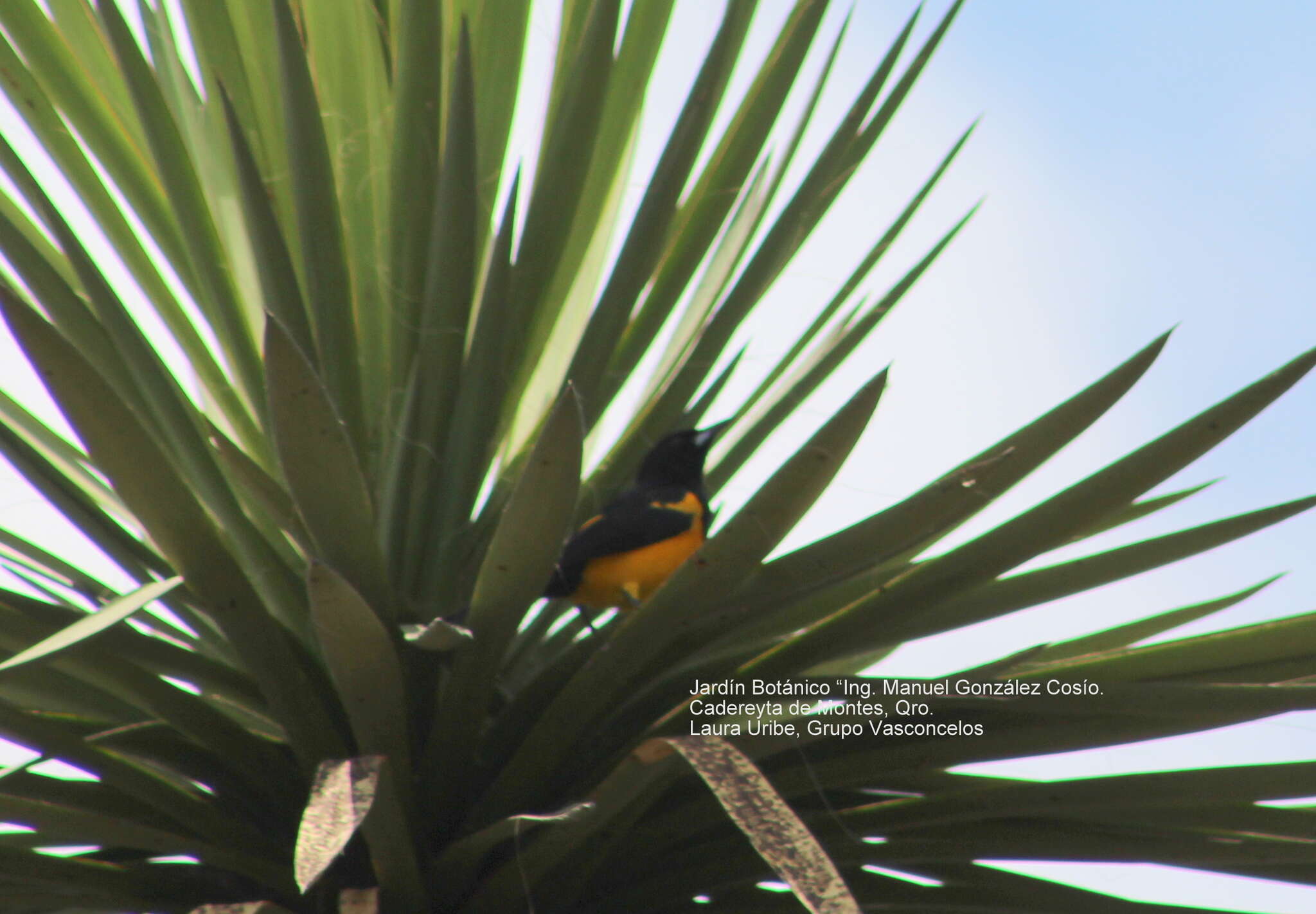 Image of Black-vented Oriole