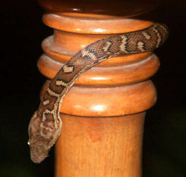 Image of Haitian Boa