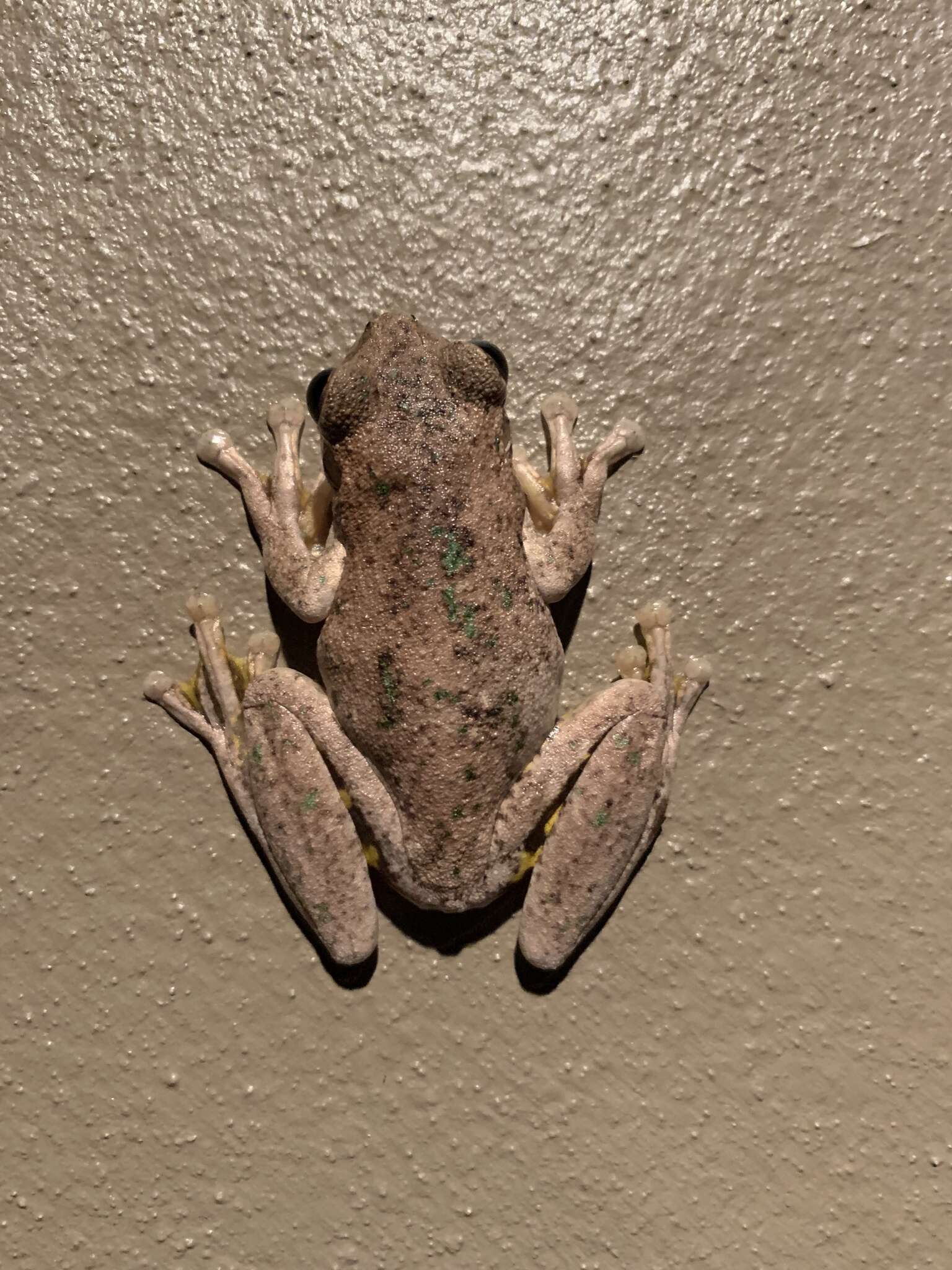 Image of Laughing Tree Frog