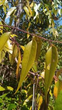 Image of Stereospermum euphorioides (Boj.) DC.