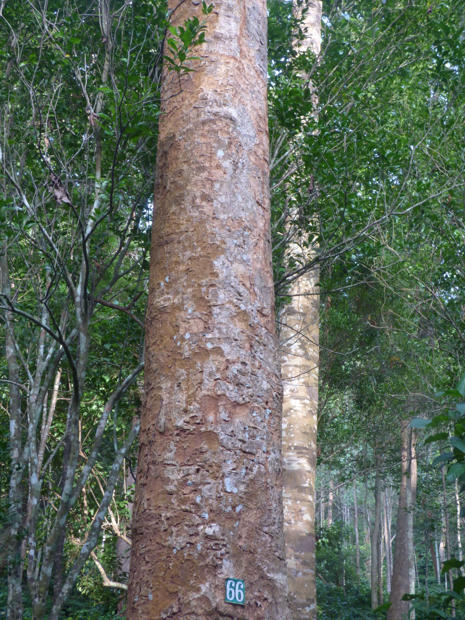 Image of Adina cordifolia (Roxb.) Brandis