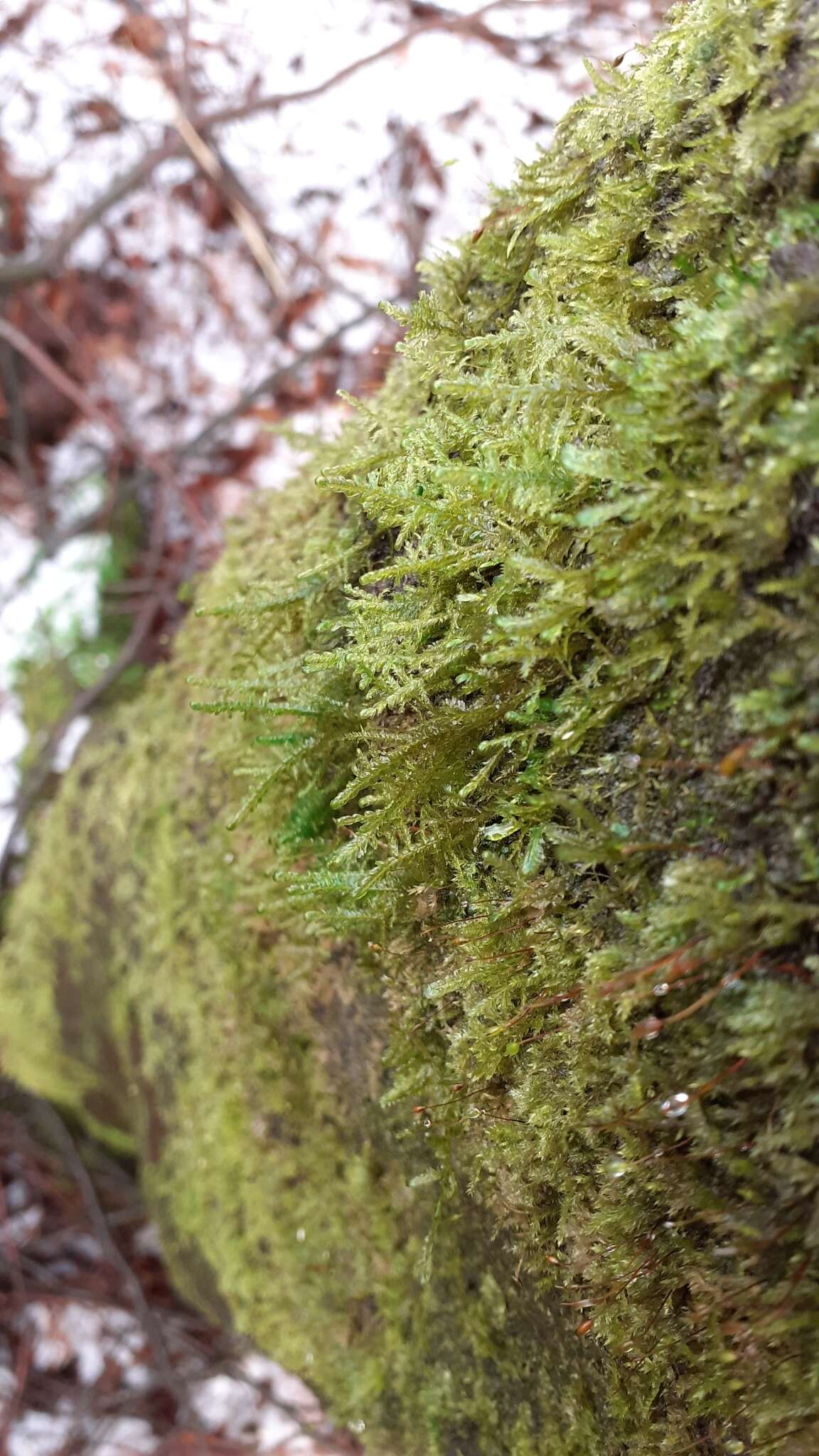 Image of <i>Alleniella complanata</i>