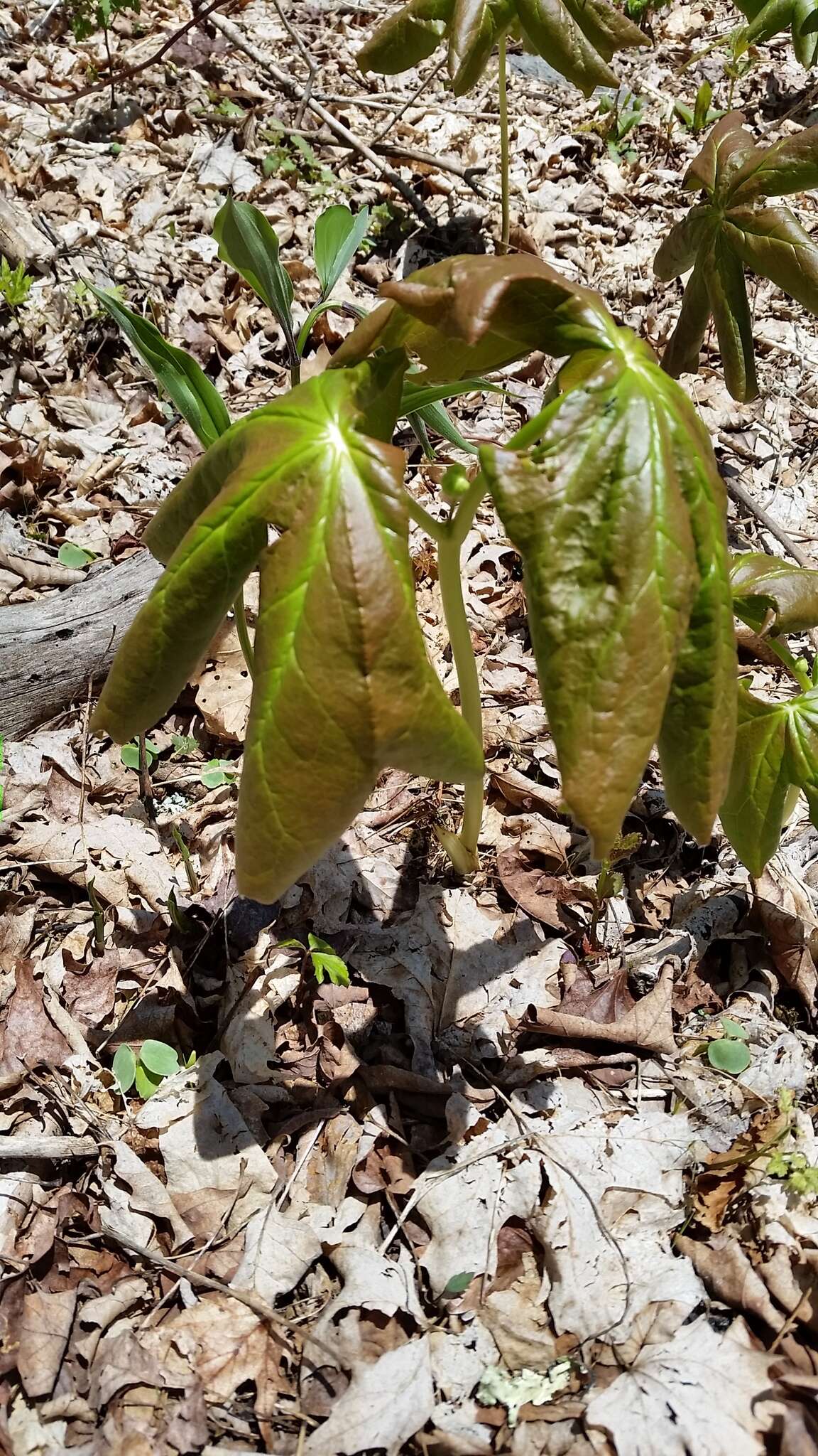 Image of mayapple