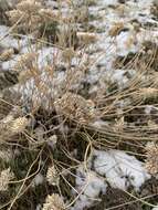 Слика од Achillea santolinoides subsp. wilhelmsii (K. Koch) Greuter