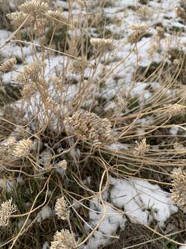 Sivun Achillea santolinoides Lag. kuva