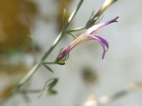 Image de Mirandea huastecensis T. F. Daniel