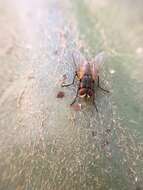 Image of house fly