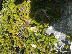 Image de Erica banksia subsp. banksia