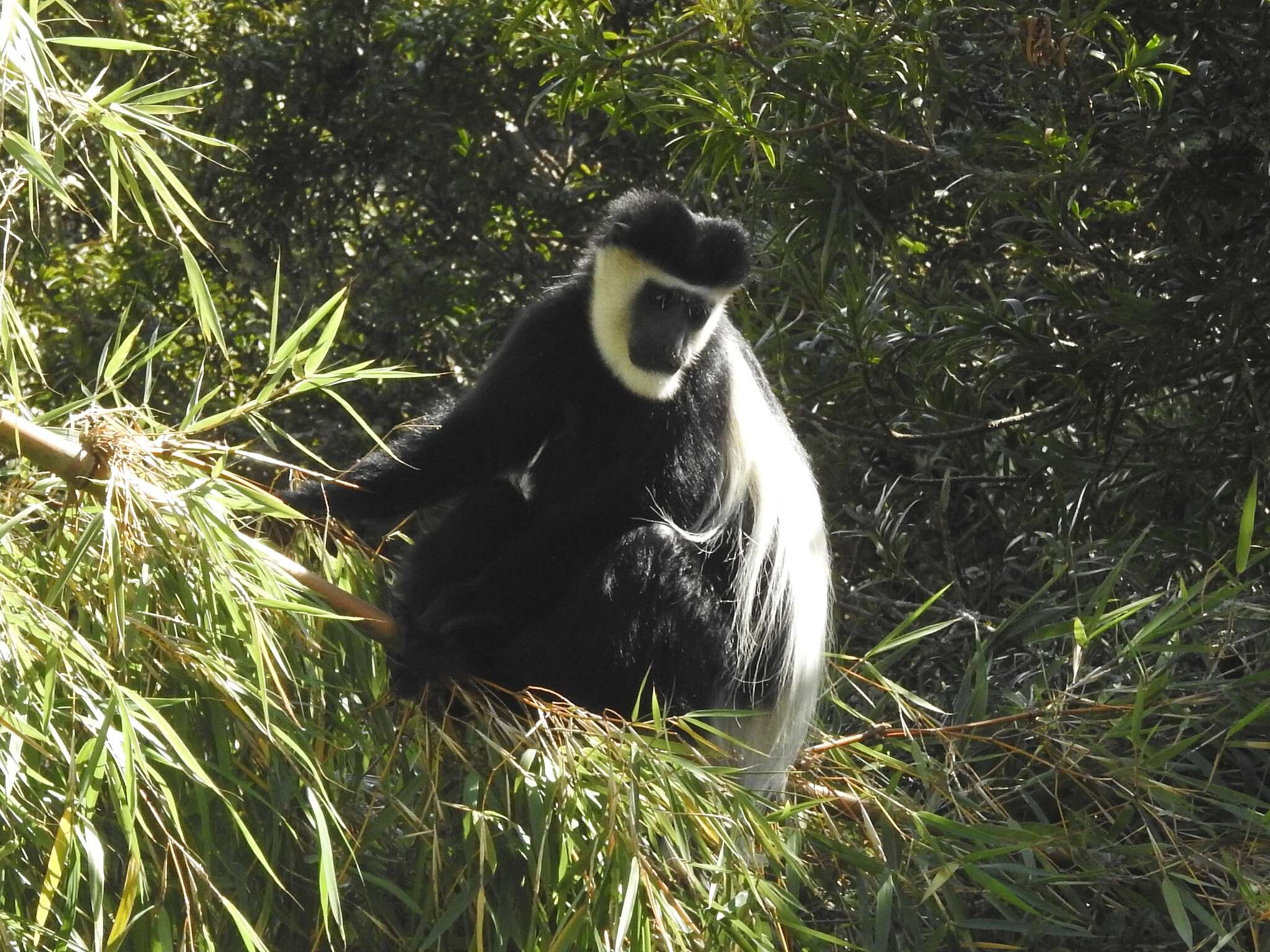 Image of Colobus guereza kikuyuensis Lönnberg 1912