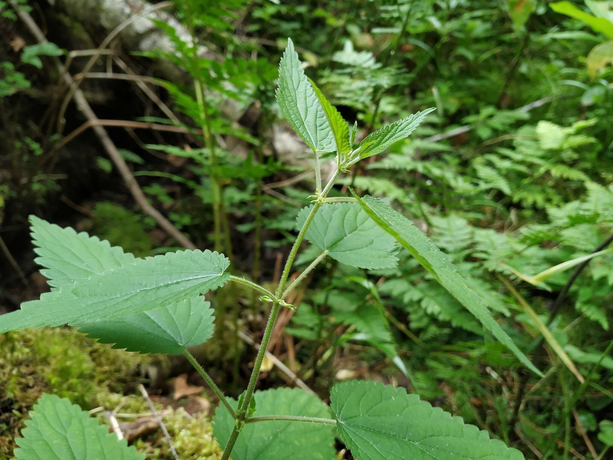 Image of Urtica dioica subsp. pubescens (Ledeb.) Domin