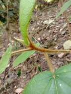 Image of Ficus triloba Buch.-Ham. ex Wall.