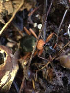 Image of Galerita (Progaleritina) bicolor (Drury 1773)