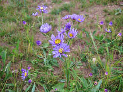 Image of Tatarian aster