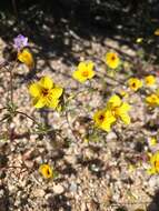 Image of golden linanthus