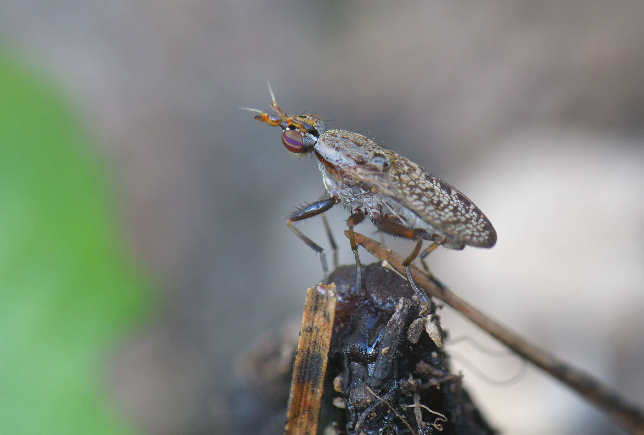 Image de Euthycera alaris Vala 1983