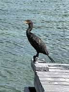 Image of Phalacrocorax auritus floridanus (Audubon 1835)