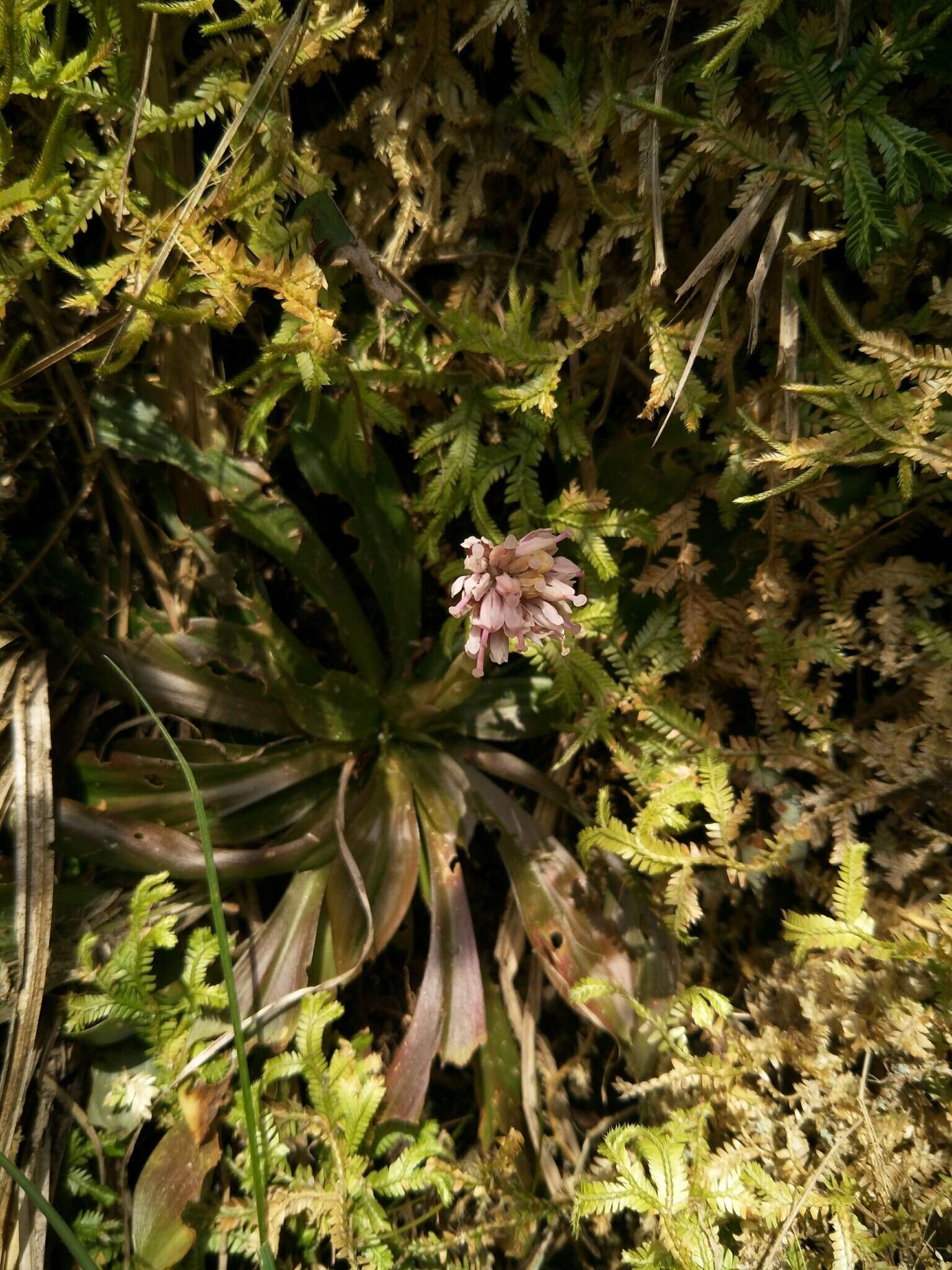 Image of Heloniopsis umbellata Baker