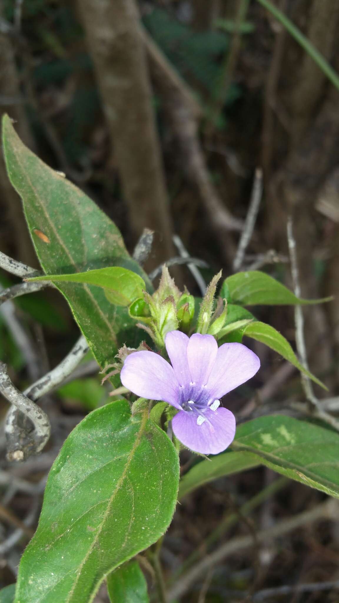 Imagem de Barleria paucidentata Benoist