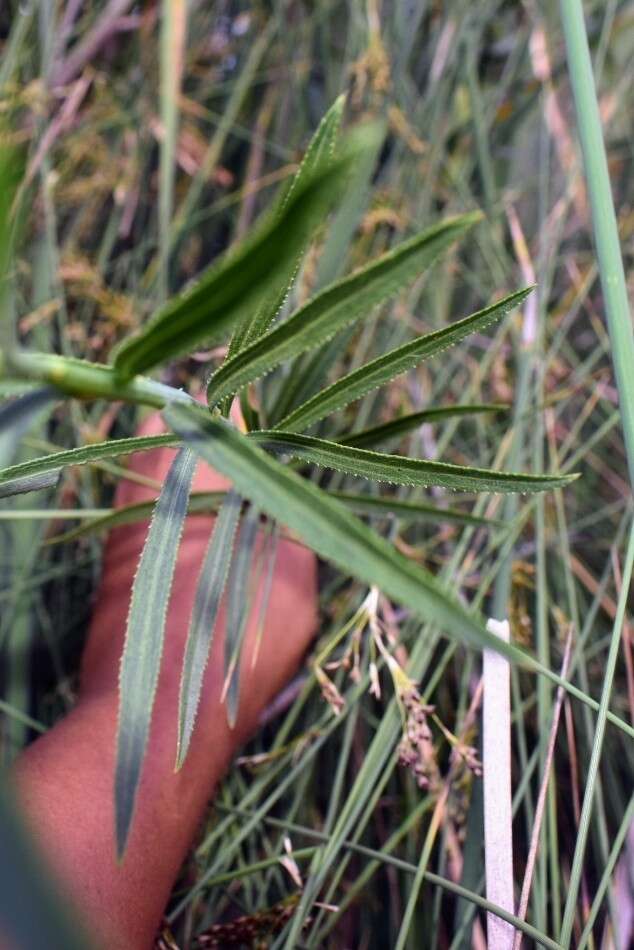 Image of Baccharis breviseta DC.