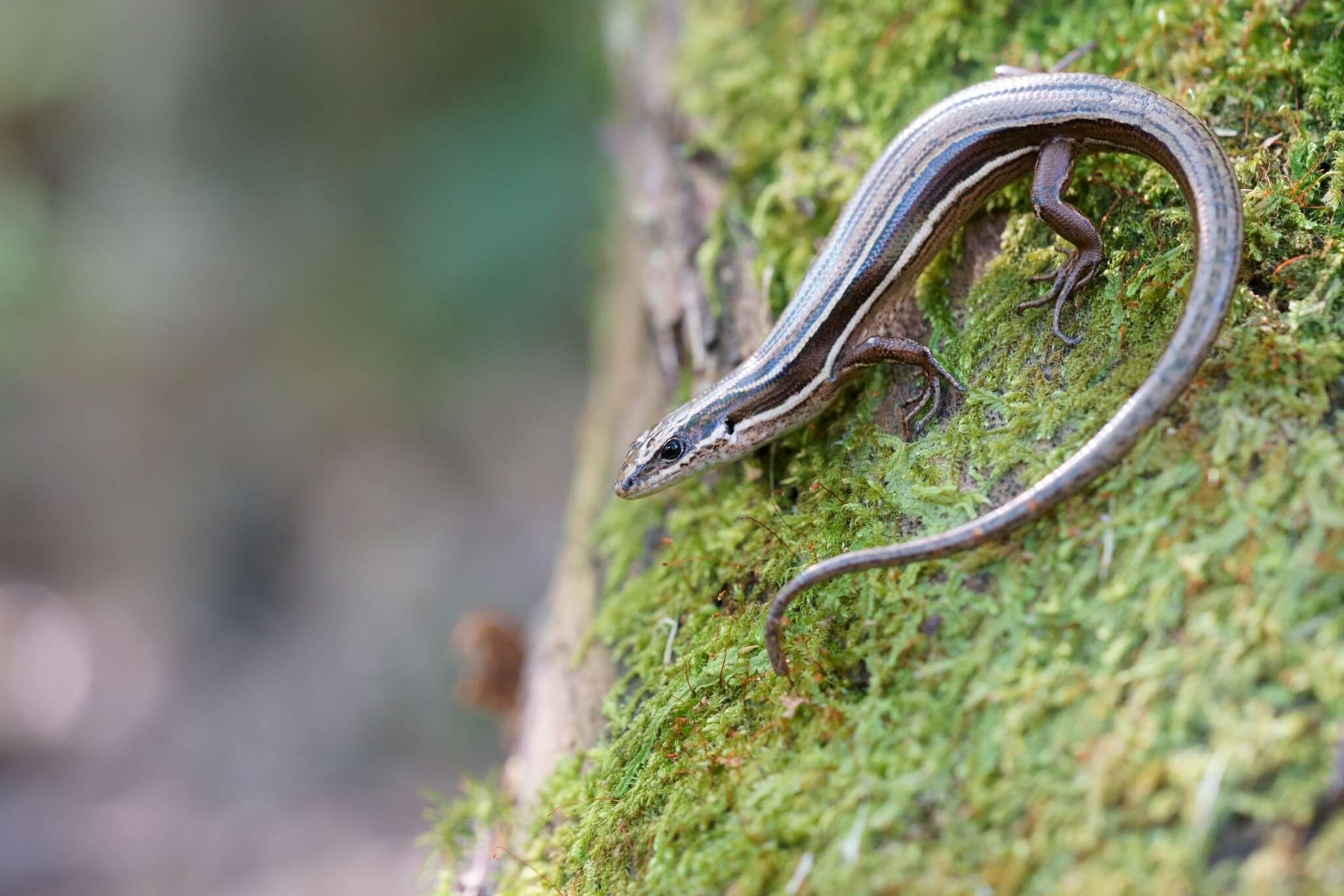 Image of Oligosoma moco (Duméril & Bibron 1839)