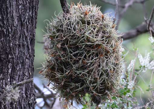 Image of Tillandsia retorta Griseb. ex Baker