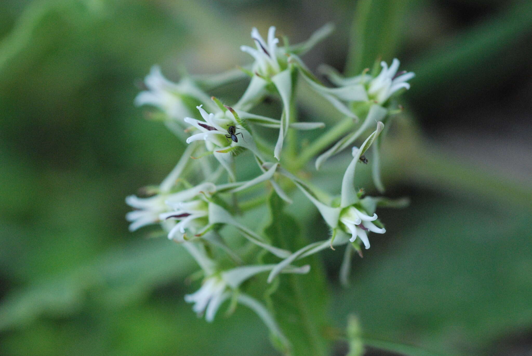 Image of Oxypetalum brachystemma Malme