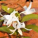 Image of Dendrobium draconis Rchb. fil.