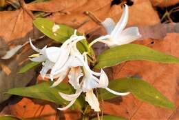 Image of Dendrobium draconis Rchb. fil.