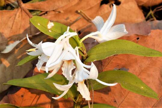 صورة Dendrobium draconis Rchb. fil.