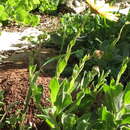 Image of Osteospermum calcicola (J. C. Manning & Goldblatt) J. C. Manning & Goldblatt