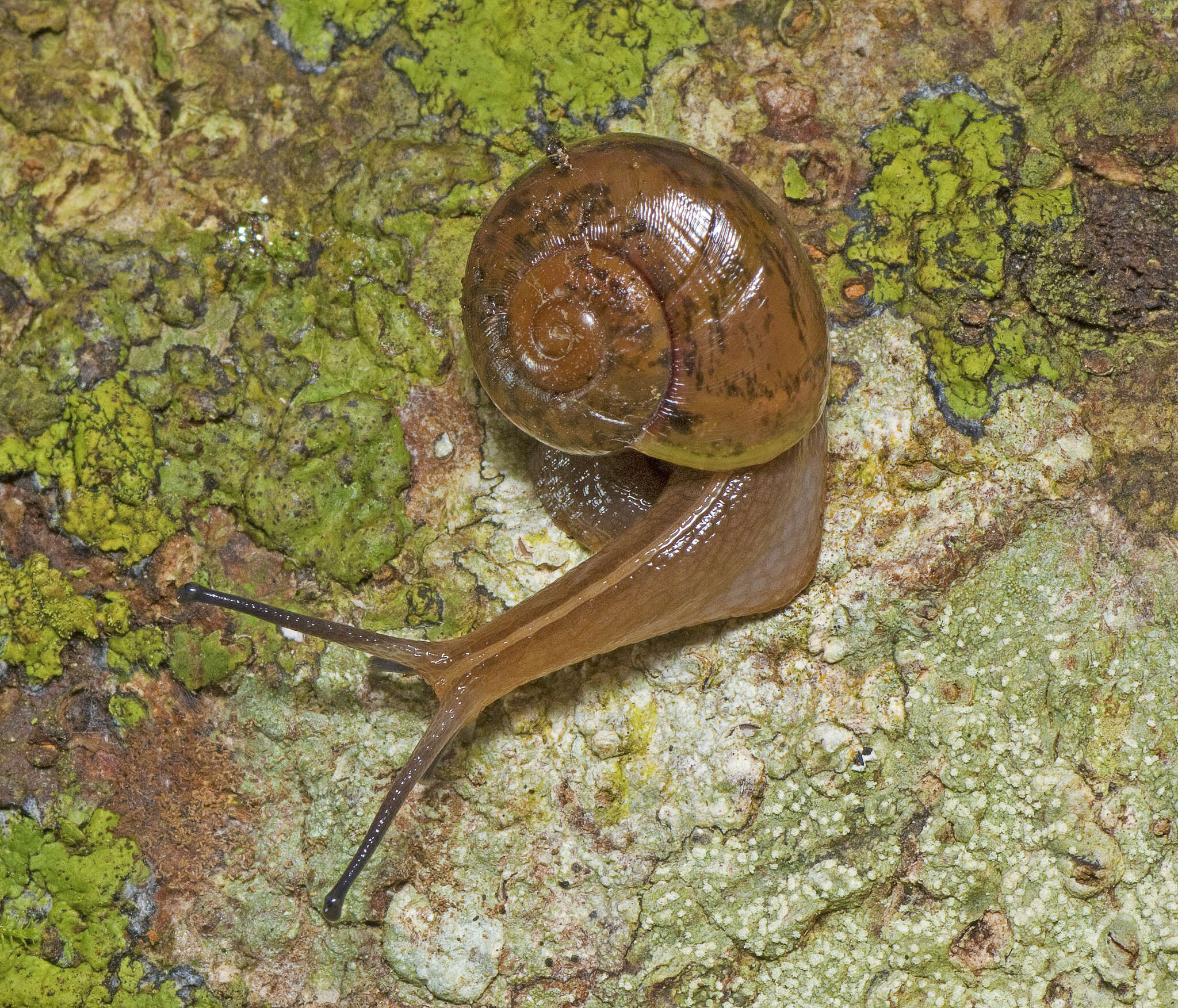 صورة Terrycarlessia bullacea (Reeve 1854)