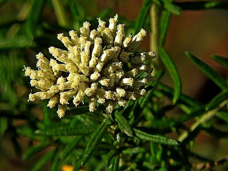 Image of Cassinia aculeata (Labill.) R. Br.