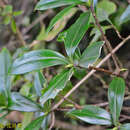 Image of Daphne kiusiana var. atrocaulis (Rehd.) F. Maekawa