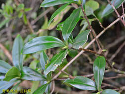 Image of Daphne kiusiana var. atrocaulis (Rehd.) F. Maekawa