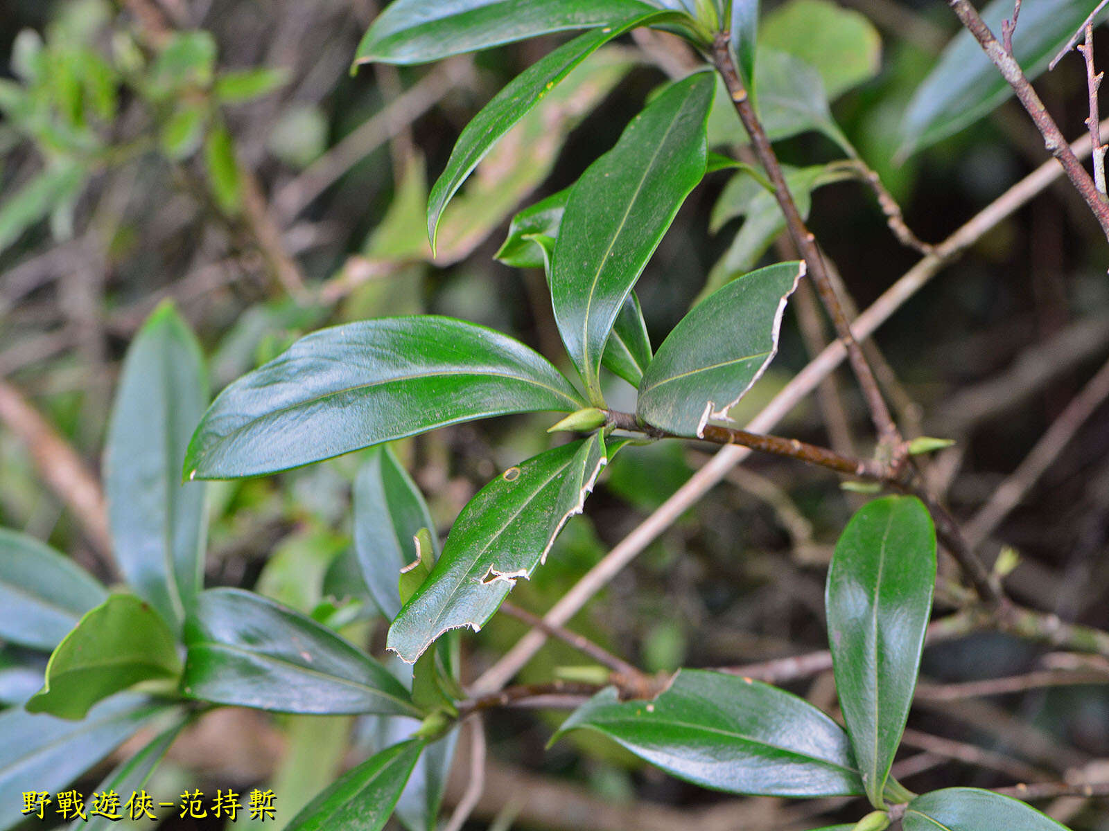 Image of Daphne kiusiana var. atrocaulis (Rehd.) F. Maekawa