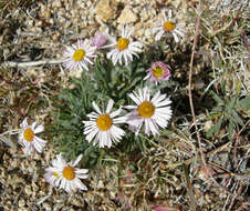 Image of Navajo fleabane