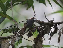 Image of Rufous-bellied Antwren