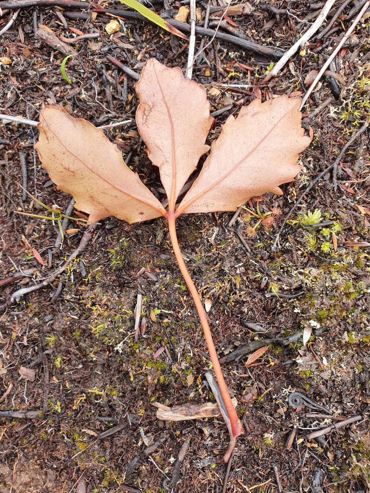 Image of Pseudopanax discolor (Kirk) Harms