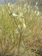 Imagem de Astragalus cusickii A. Gray