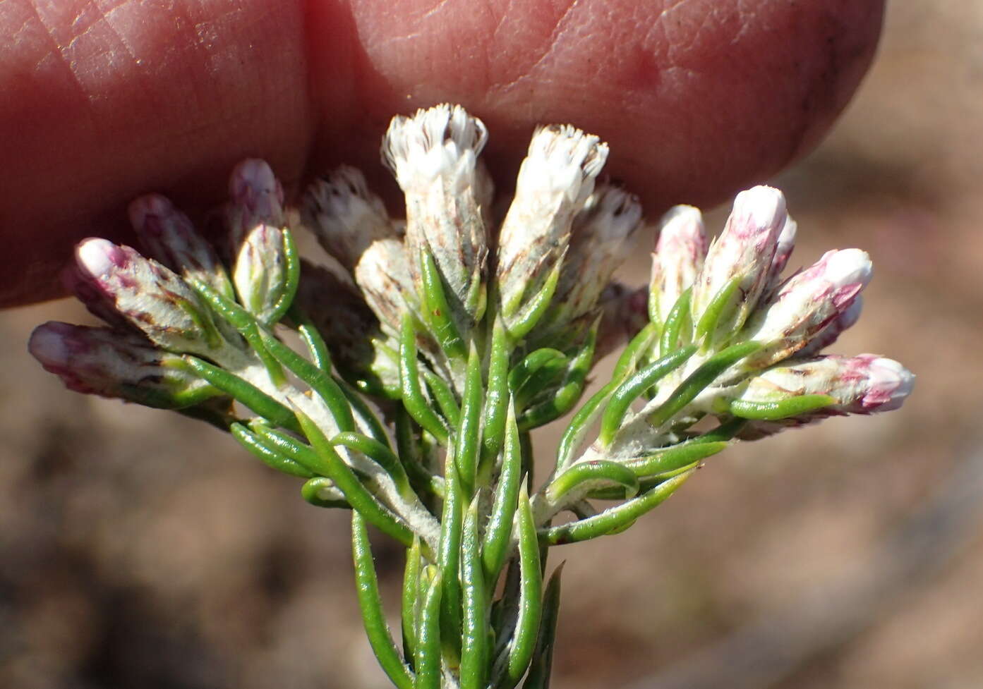 Image of Metalasia pallida Bolus