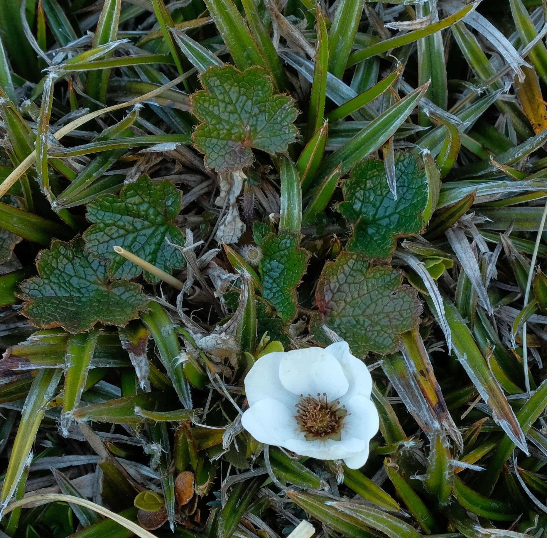 Image of Geum uniflorum J. Buch.