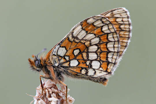 Imagem de <i>Melitaea parthenoides</i>