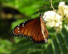 Sivun Danaus (Anosia) eresimus subsp. montezuma Talbot 1943 kuva