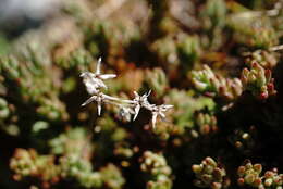 Image of Sedum urvillei DC.